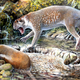 Wakaleo schouteni reconstruction.